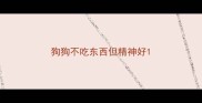 狗狗不吃东西但精神好