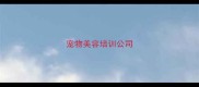 宠物美容培训公司