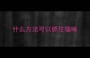 什么方法可以抓住猫咪