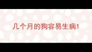 几个月的狗容易生病