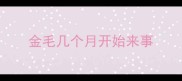 金毛几个月开始来事