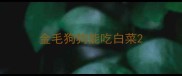 金毛狗狗能吃白菜