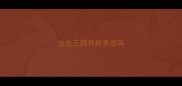 边牧三四月好养活吗