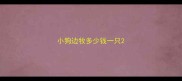 小狗边牧多少钱一只