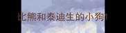 比熊和泰迪生的小狗
