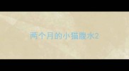 两个月的小猫腹水