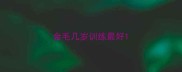 金毛几岁训练最好