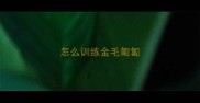 怎么训练金毛匍匐