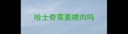 哈士奇需要喂肉吗