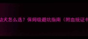 赛级金毛幼犬怎么选保姆级避坑指南附血统证书检查技巧