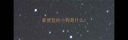 最便宜的小狗是什么