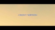 小狗疫苗打了就要停奶吗