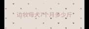 边牧母犬7个月多少斤