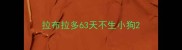 拉布拉多63天不生小狗