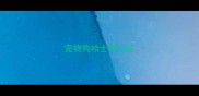 宠物狗哈士奇特征