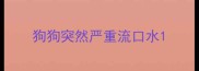 狗狗突然严重流口水