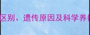 金毛犬毛色全深浅色区别遗传原因及科学养护指南附选购建议