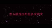 怎么挑选拉布拉多犬幼犬