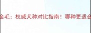 拉布拉多VS金毛权威犬种对比指南哪种更适合你的生活