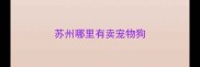 苏州哪里有卖宠物狗
