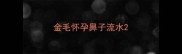 金毛怀孕鼻子流水