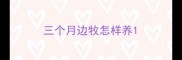 三个月边牧怎样养