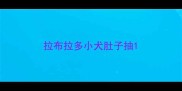 拉布拉多小犬肚子抽
