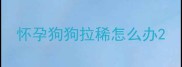 怀孕狗狗拉稀怎么办