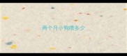 两个月小狗喂多少