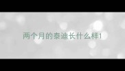 两个月的泰迪长什么样