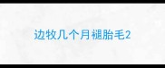 边牧几个月褪胎毛