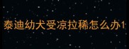 泰迪幼犬受凉拉稀怎么办