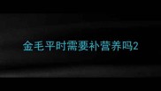 金毛平时需要补营养吗