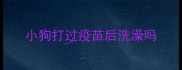 小狗打过疫苗后洗澡吗