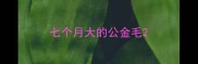 七个月大的公金毛