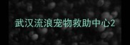 武汉流浪宠物救助中心