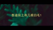 泰迪背上有几根白毛