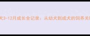 比特犬3-12月成长全记录从幼犬到成犬的饲养关键期