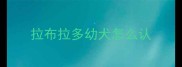 拉布拉多幼犬怎么认