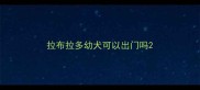 拉布拉多幼犬可以出门吗