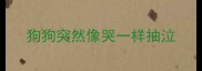 狗狗突然像哭一样抽泣