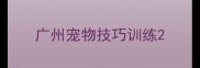 广州宠物技巧训练