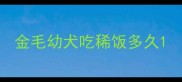 金毛幼犬吃稀饭多久