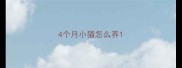 4个月小猫怎么养