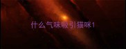 什么气味吸引猫咪