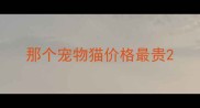 那个宠物猫价格最贵