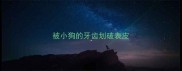 被小狗的牙齿划破表皮
