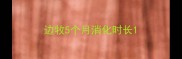 边牧5个月消化时长