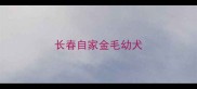 长春自家金毛幼犬