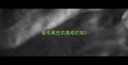 金毛尾巴后面毛打结